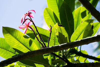 Close-up of pink plant growing against sky