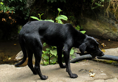 Dog standing on street