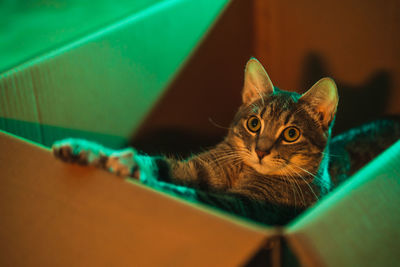 Portrait of cat relaxing at home