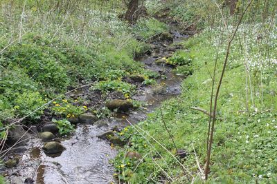 Scenic view of river in forest