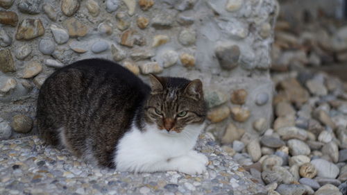 Cat sitting on rock