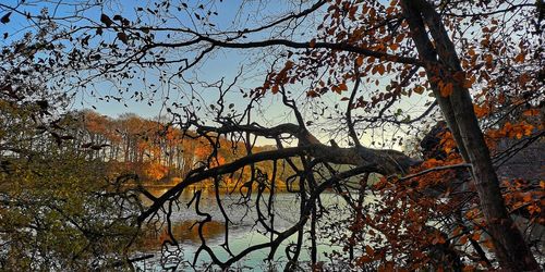 Trees by lake against sky during autumn