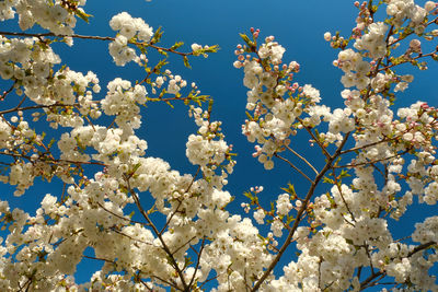 Low angle view of cherry blossoms against blue sky