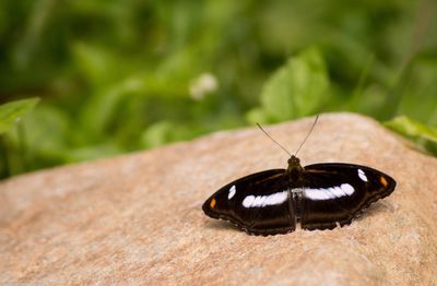 Close-up of butterfly on leaf