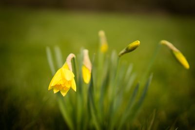 Close-up of yellow flowering plant on field