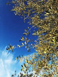 Olive tree against clear ultramarine sky