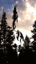 Low angle view of silhouette trees against sky