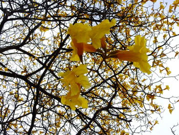 Low angle view of tree against yellow sky