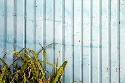 Close-up of bamboo plant