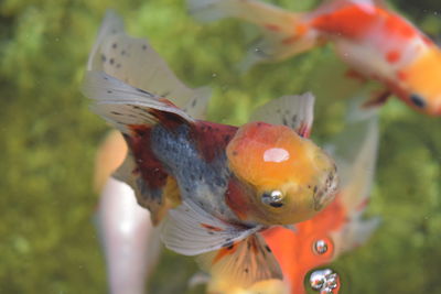 Close-up of fish swimming in sea