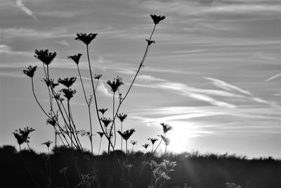 Close-up of flowering plants on field against sky