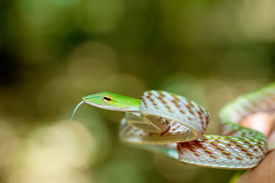 Close-up of insect on leaf