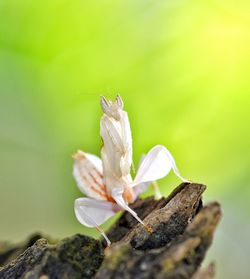 Close-up of white orchid mantis