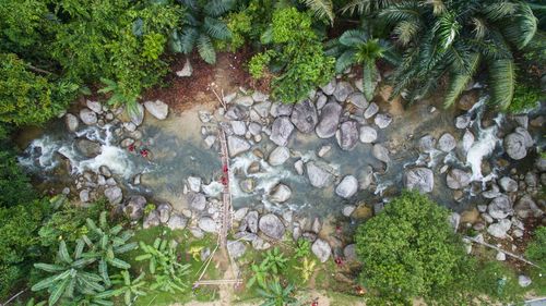 High angle view of plants by water