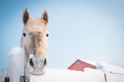 Portrait of horse against clear sky during winter