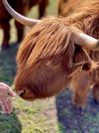 Close-up of hand feeding a horse