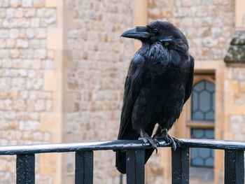 Crows legend tower london. raven in tower of london, uk.