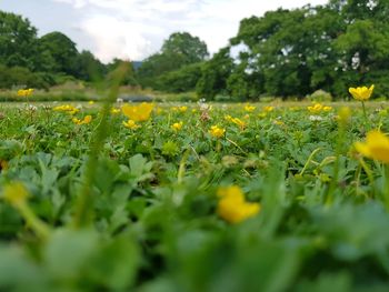 Yellow flowering plants on field