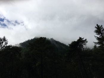 Low angle view of trees in forest against sky