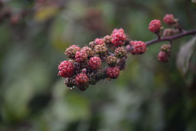 Close-up of red berries on plant