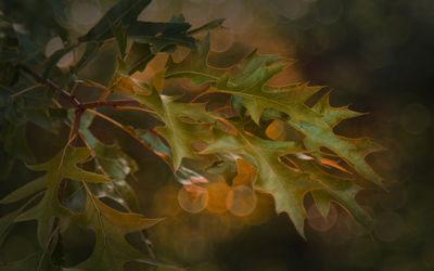 Close-up of leaves on plant