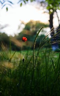 Close-up of plants growing on field