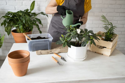 Midsection of woman picking potted plants on table