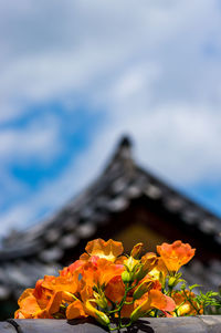 Close-up of orange flowering plant against sky