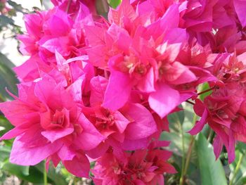 Close-up of pink flowers blooming outdoors