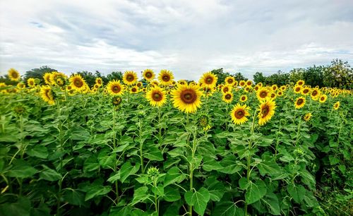 Yellow flowers growing in field