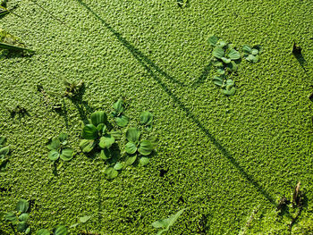 High angle view of plants