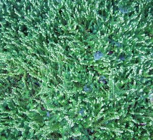 Full frame shot of fresh green plants