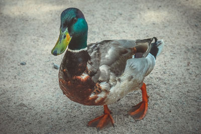 Close-up of mallard duck