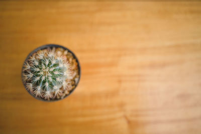 Directly above shot of succulent plant on table