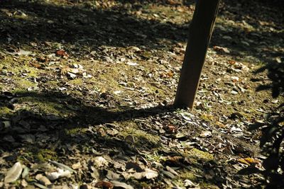 Plant growing in forest