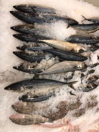 High angle view of fish for sale in market