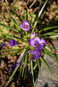 Close-up of purple crocus flowers on field