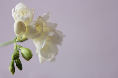 Close-up of flower over white background