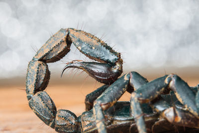 Close-up of scorpion on land 