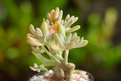 Close-up of white flowering plant