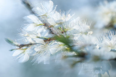 Close-up of white flowers