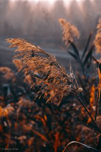 Close-up of wilted plant on field against sky during sunset