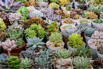High angle view of succulent plants at market