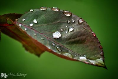 Close-up of water drops on leaf