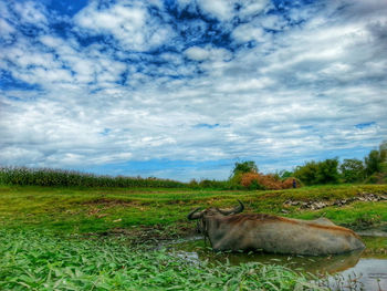 Scenic view of grassy field against cloudy sky