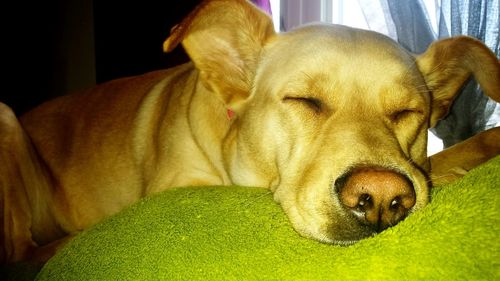 Close-up of dog sleeping on seat