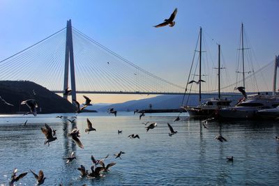 Seagulls flying over sea against clear sky