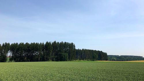 Scenic view of agricultural field against sky