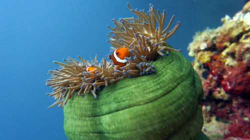 Clown anemone fish