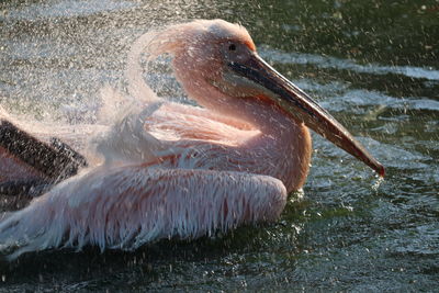 Close-up of pelican in lake